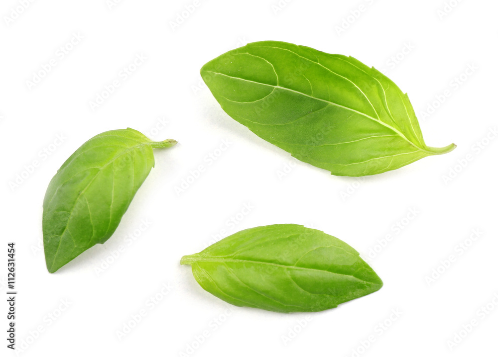 Fresh basil leaves group isolated on white Fresh basil leaves group isolated on white