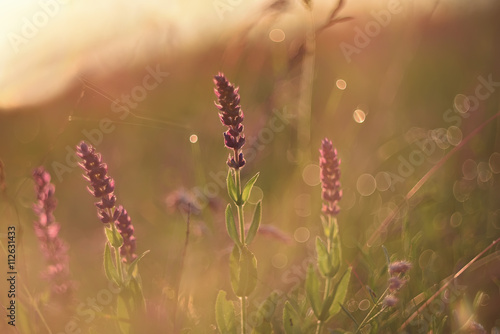wild steppe lilac, purple flowers. Natural spring, summer background, flowers in the sunlight at dawn. 