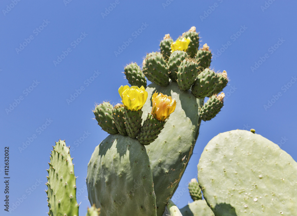Blooming cactus Coccinellifera outdoor closeup. Cyprus. Blooming cactus Coccinellifera outdoor closeup. Cyprus.