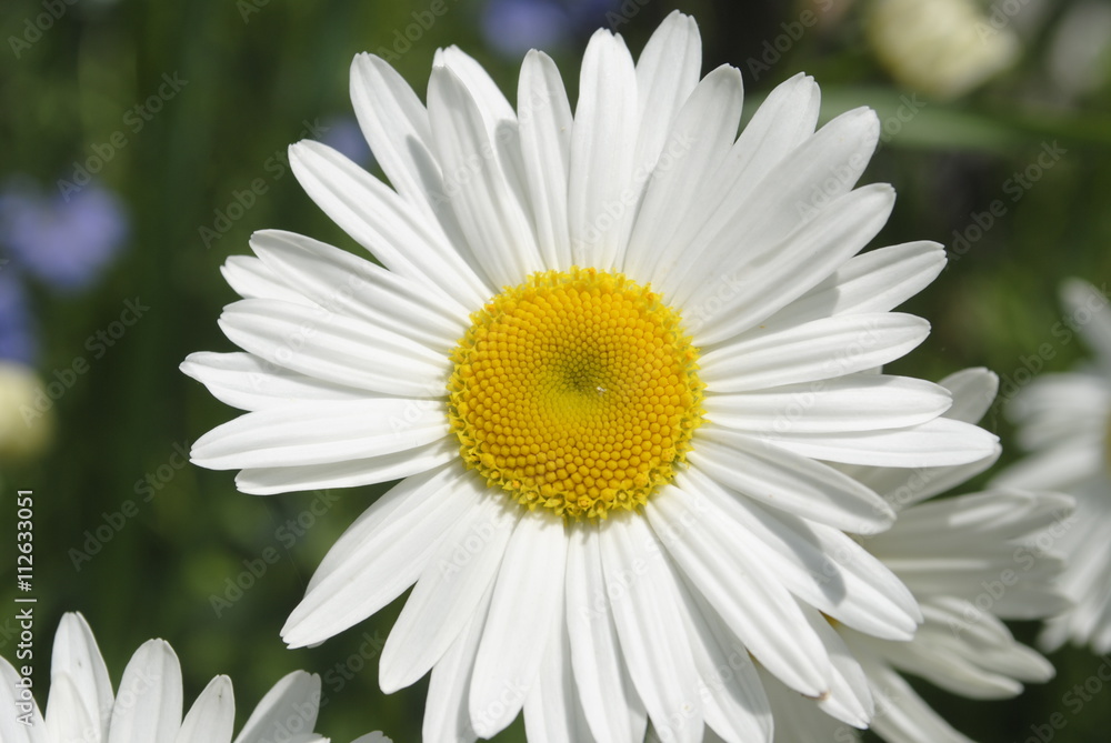 white Daisy flower white Daisy flower