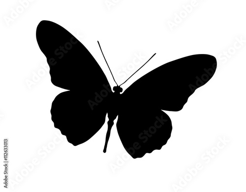 Silhouette of butterfly, isolated on white, vector illustration