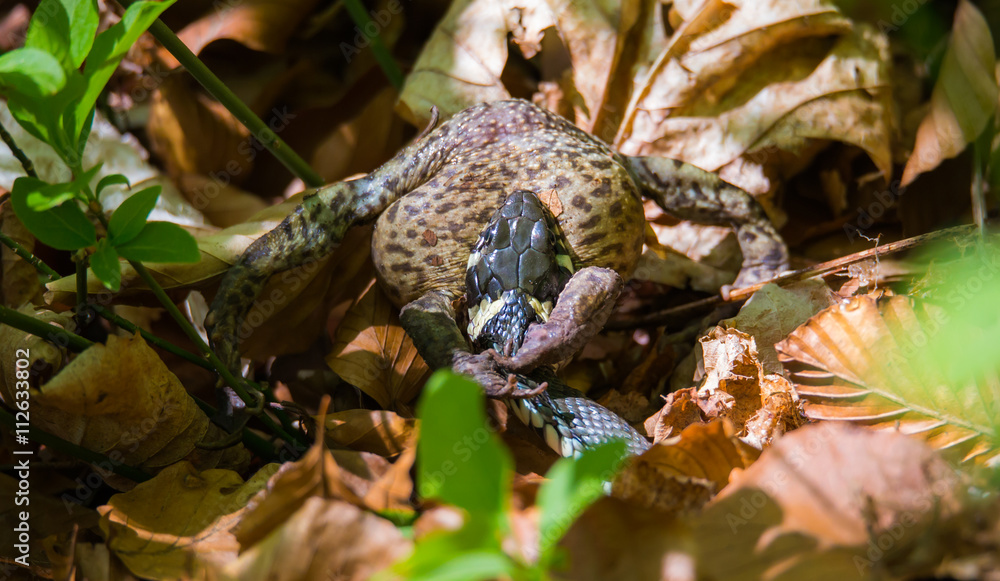 Fototapeta premium a grass snake has captured a toad 