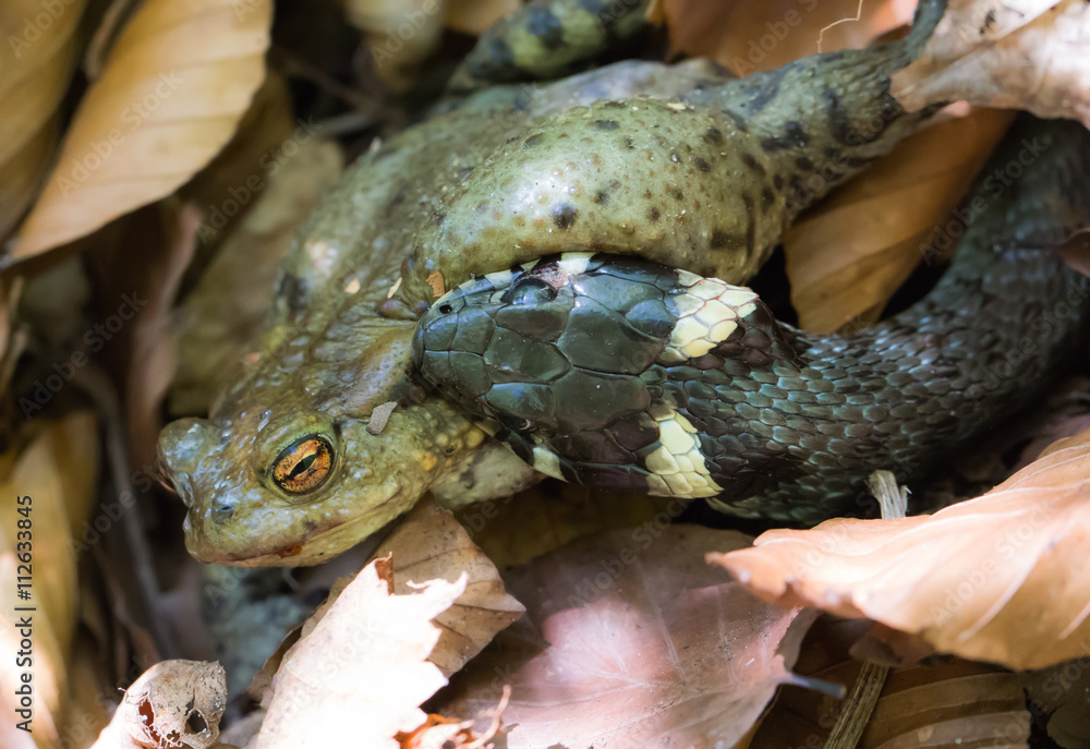 Fototapeta premium a grass snake has captured a toad 