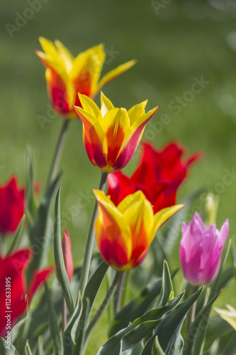 Red and yellow tulips on green background
