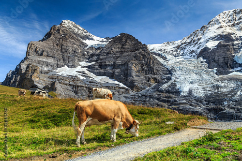 Herd of cows and high glacier,Bernese Oberland,Switzerland © janoka82