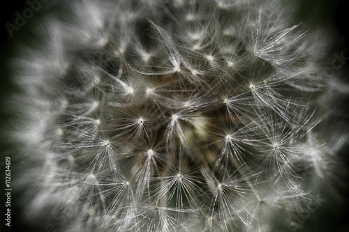 Dandelion ( blowball ) with fluff and seeds