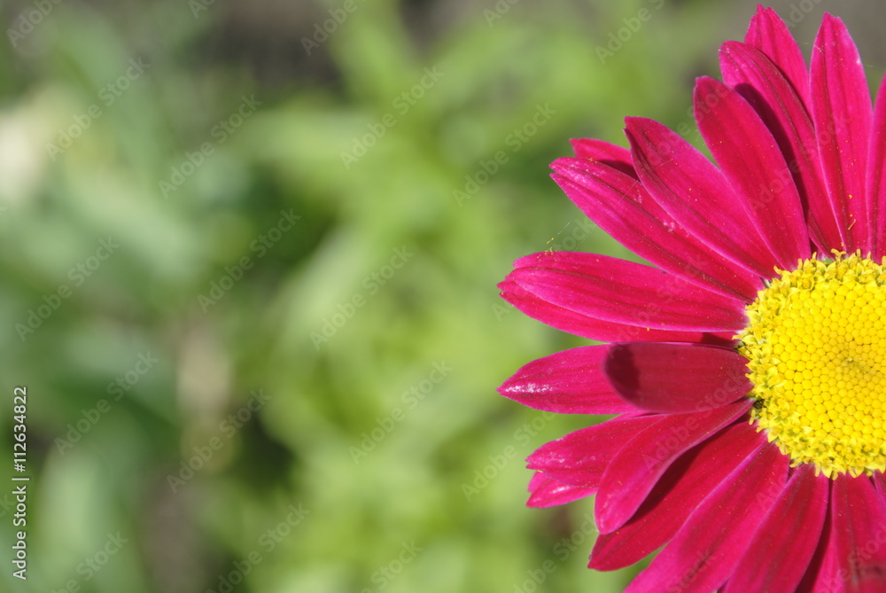 Fototapeta premium red Daisy on green background, selective focus