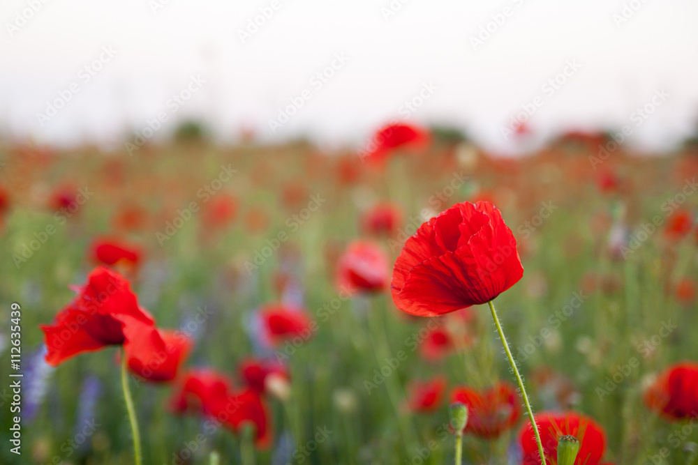 Fototapeta premium Poppy field