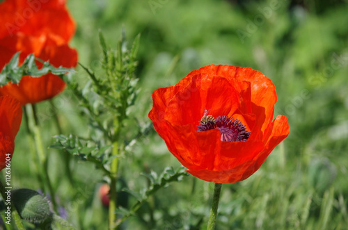 Mohnblume mit Biene