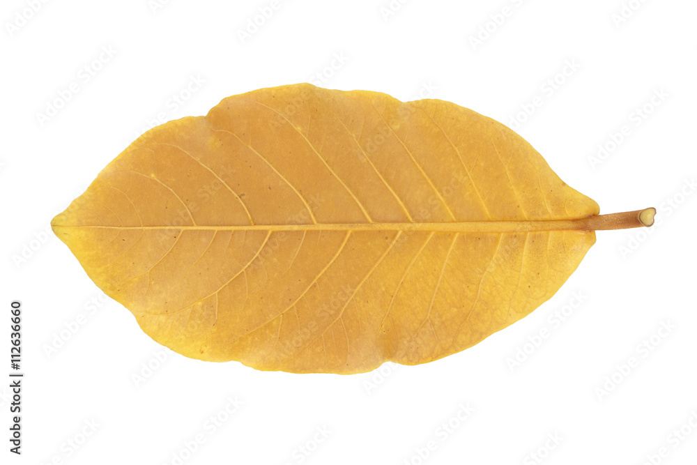 Yellow Leaf of Tropical almond isolated on white Yellow Leaf of Tropical almond isolated on white