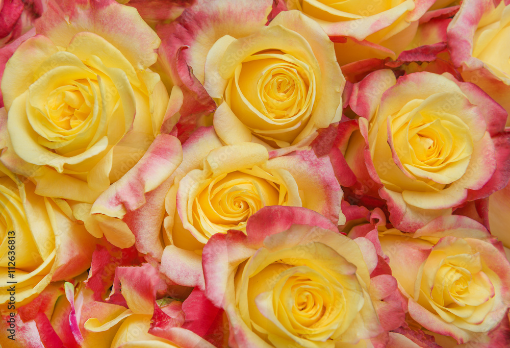 yellow pink roses