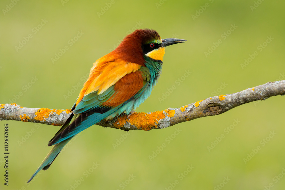 Fototapeta premium Small bird with a nice plumage