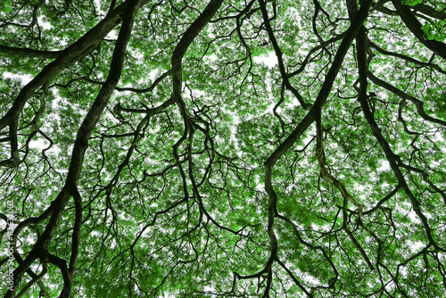 big tree and branches of tree over head