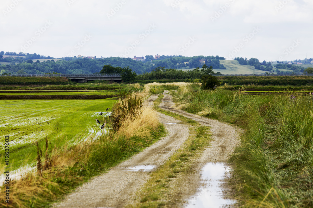 Road between rice fields