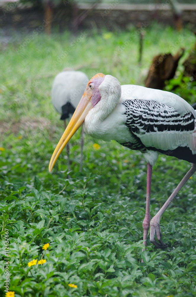 Fototapeta premium Painted Stork in Lake