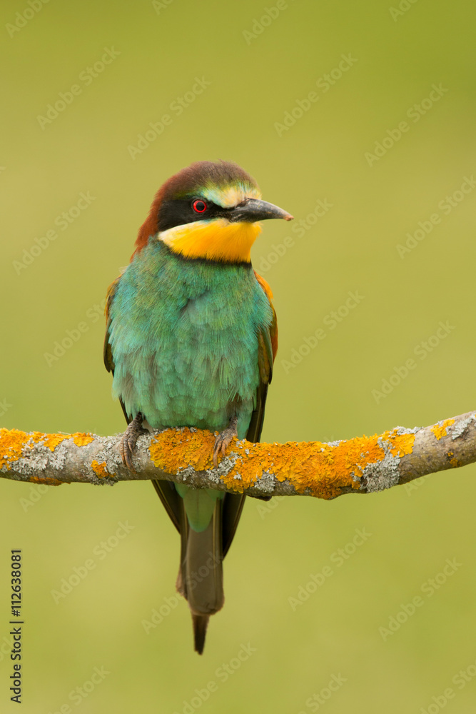 Obraz premium Small bird with a nice plumage