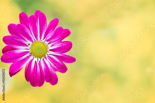 Pink chrysanthemum  on yellow backgrounds.