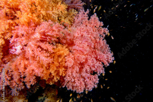 Alcyonarian Soft Coral underwater landscape colorful view photo