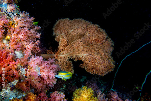 Alcyonarian Soft Coral underwater landscape colorful view photo