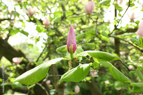 Magnolia tree blossom