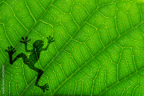Frog shadow on the green leaf. Close up on green leaf texture