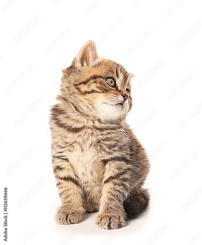 Fototapeta premium Small cute kitten, isolated on white