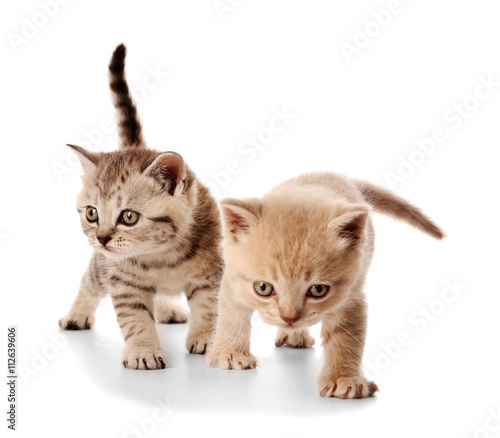 Small cute kittens, isolated on white