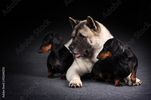 group of three dogs looking synchronously in one direction