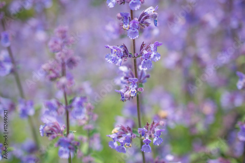 Nepeta cataria.