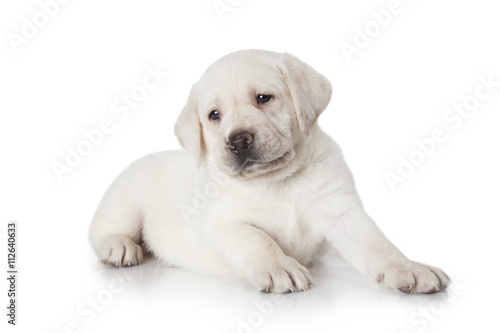 Labrador puppy dog