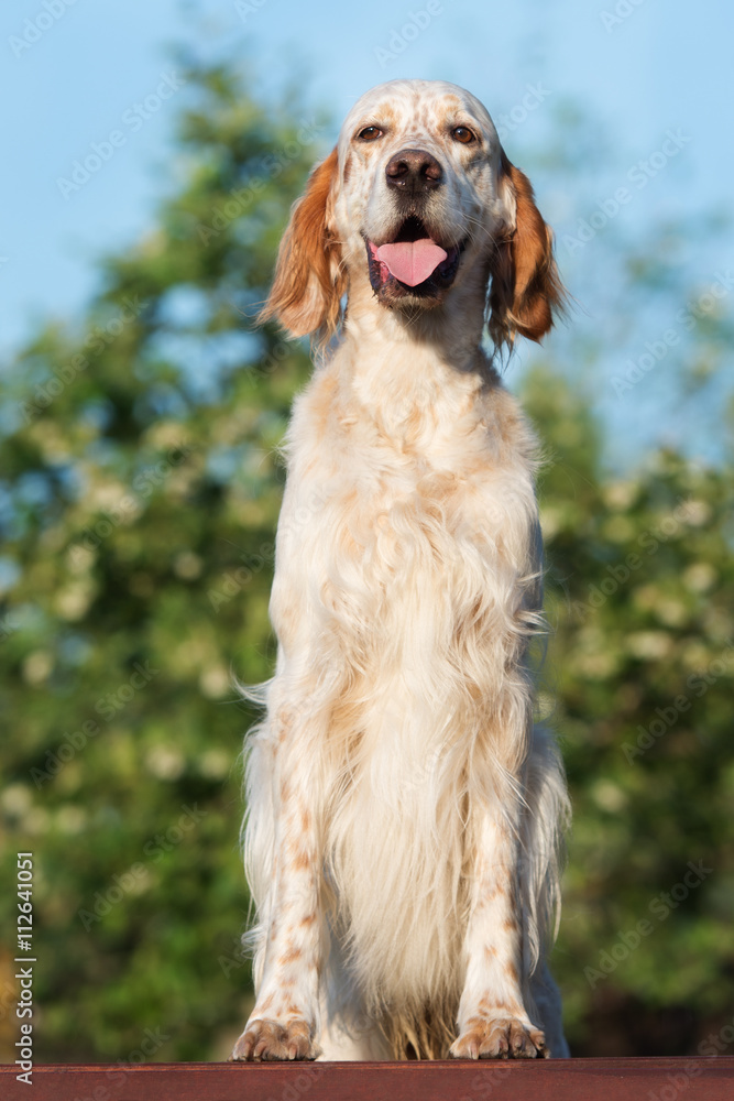 adorable english setter dog posing outdoors