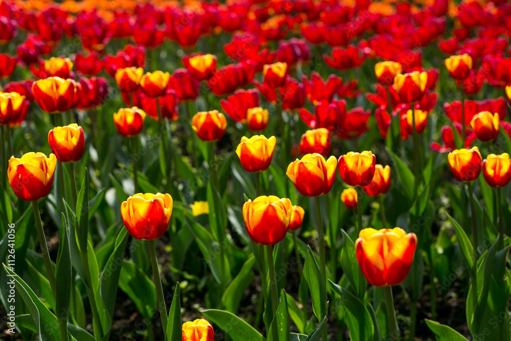 Colorful blossing tulips in public park