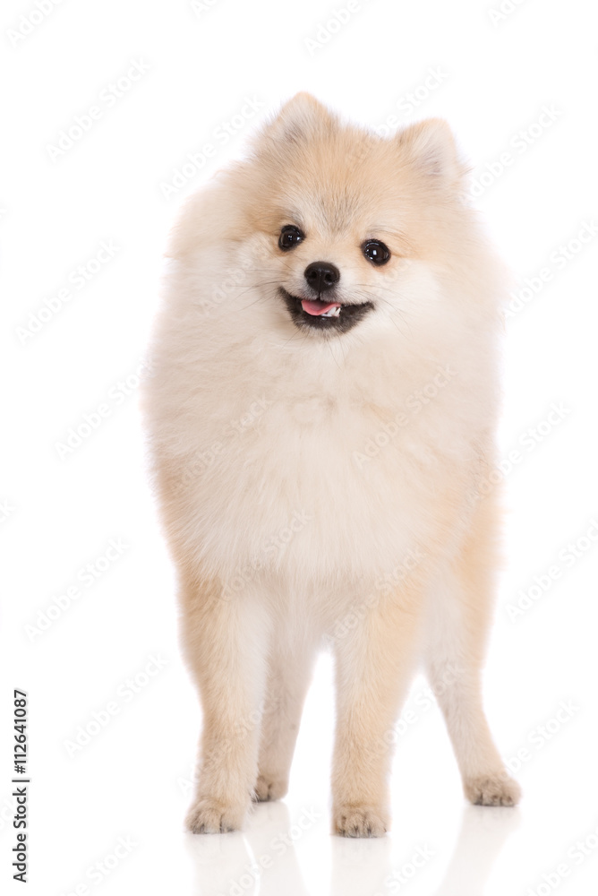 adorable pomeranian spitz puppy standing on white adorable pomeranian spitz puppy standing on white