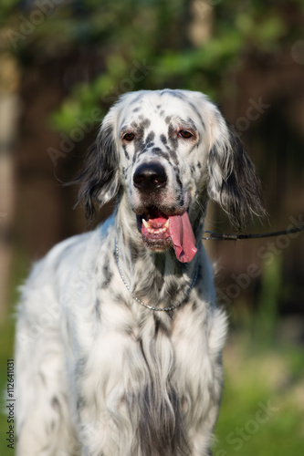 english setter dog portrait outdoors