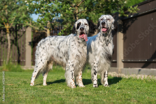 two english setter dogs standing outdoors together