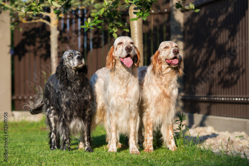Fotografie three english setter dogs standing outdoors