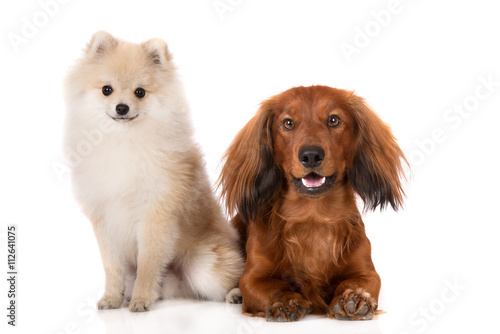 Canvas Print pomeranian spitz puppy and a dachshund dog posing on white