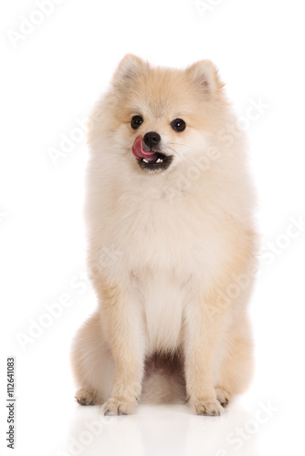 Wallpaper Mural pomeranian spitz dog licks his nose Torontodigital.ca