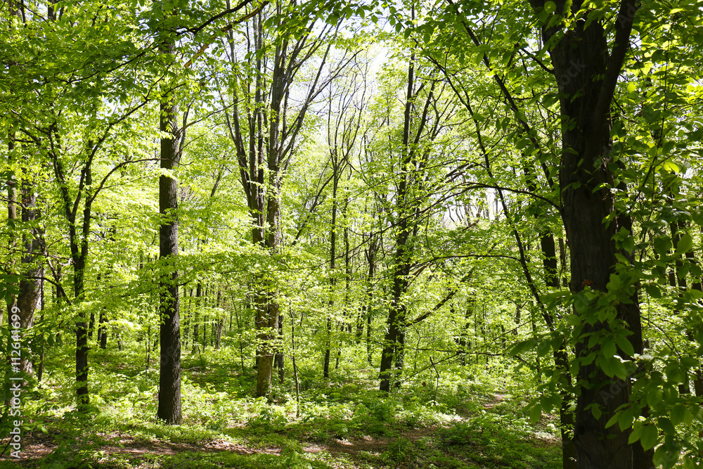 Fototapeta premium Spring trees in botanical garden