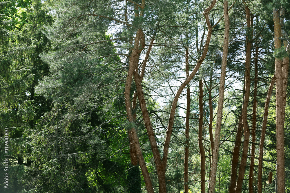 Fototapeta premium Pine trees in botanical garden