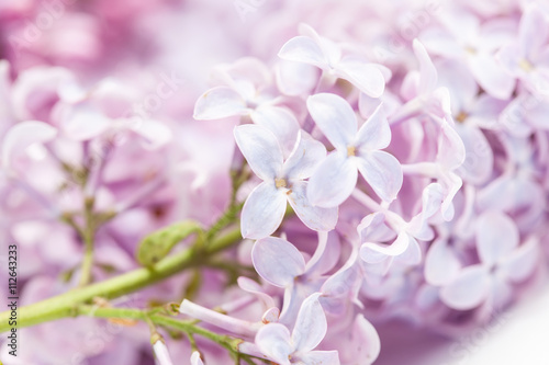 branch of lilac  macro closeup photo