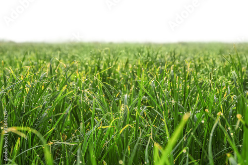 Green grass on sunny meadow