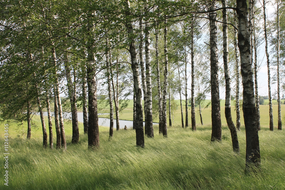 Obraz premium Summer landscape 