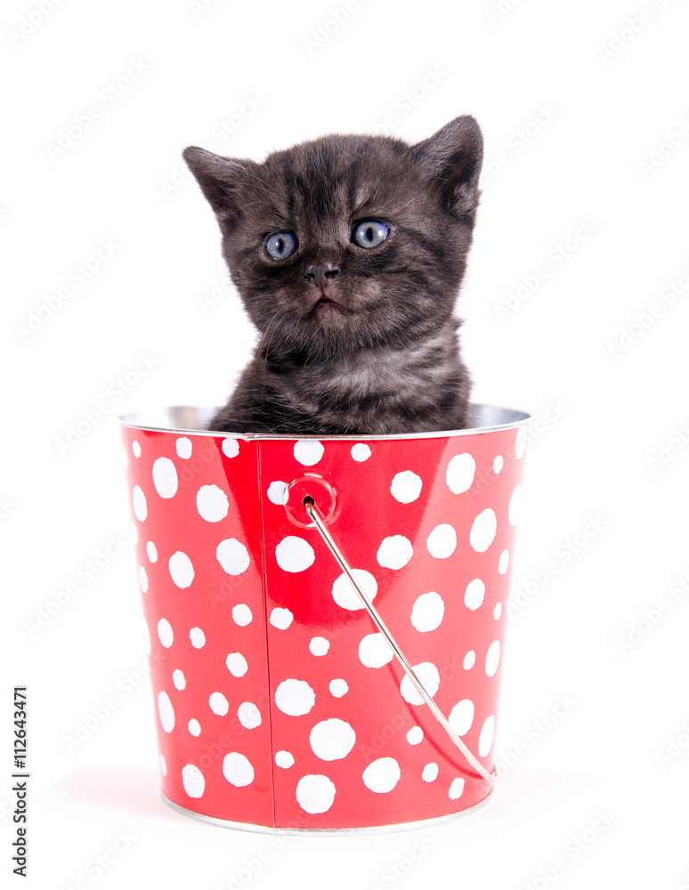 Kleine schwarze Katze, sitzend in einem rot weiß gepunktetem Eimer  Stock-Foto | Adobe Stock