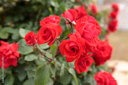 Many red ripe roses © Vladimir Liverts