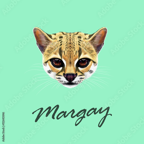 Vector Illustrated Portrait of Margay cat. © ant_art19