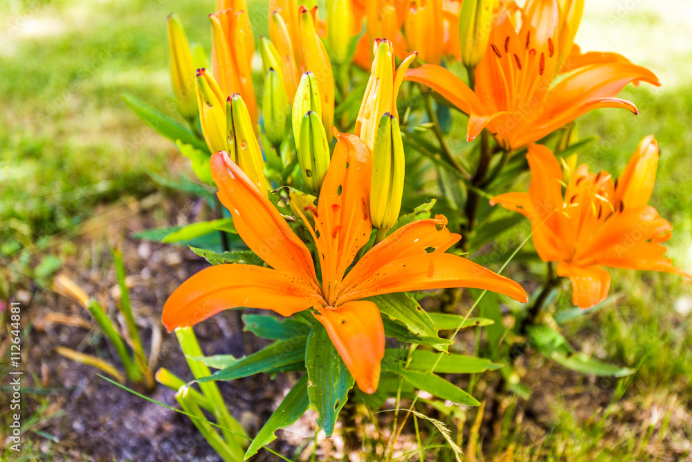 Lilien Lilien