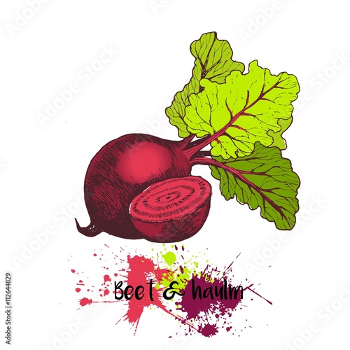 Vector hand drawn illustration of beet with haulm. Engraving color garden fresh vegetable isolated on white background. For cocktail, smoothie, cooking and salsds.
