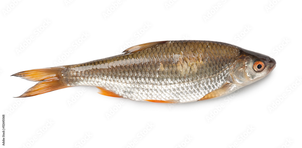 Roach fish Roach fish