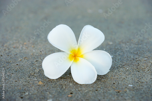 Frangipani flower in the morning on the beach.